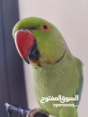  1 ببغاء درارة هندي ذكر اسمو كوكو عمر سنتين مطوق اليف جدا ما بعض نهائي لعوب بحب الاطفال