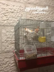  2 جوز كنانير ديمورفكت للبيع
