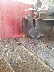  5 جواز بسعر مغري