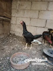  19 باكستاني، براهما، امهات لاحم فرخات عمر 3 شهور  صوص باكستاني حر  ديوك باكستاني خط أول و فرخات شغالة