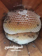  1 مناحل سوار العسل لبيع كافة منتجات النحل