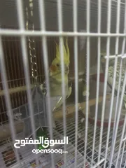  7 Cockatiel pair for SAR 350