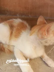  2 قطه نوع مكسيكي ع شيراز عيون عسلي علي اخضر