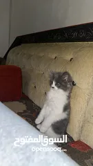  4 قمر قط سكوتش ستريت انثى متاح بسعر مميز