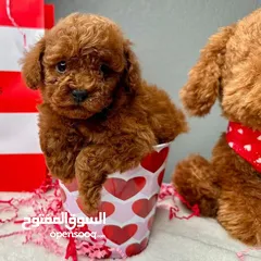  4 ADORABLE RED TOY POODLE PURE BREED HOME RAISED  HEALTHY PUPPIES