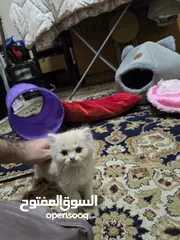  7 Chinchilla abudhabi قطط شانشيلا ابوظبي