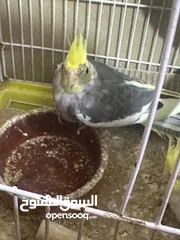  4 نثيه وفحل تبزيري نظيفات نشطات