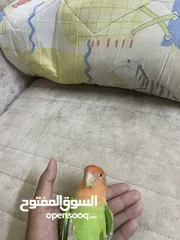  1 ببغاء روز طفره نادره أليف ميه بالميه مابعرف اشي اسمو عض للبيع او للبدل