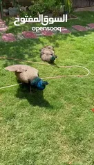  9 زوج طاووس للبيع