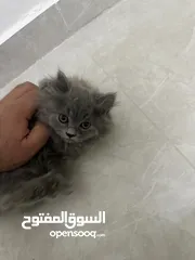  2 قطط عمر شهرين للبيع