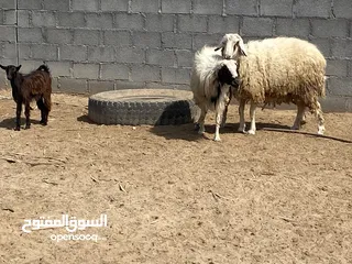  2 كباشة كبار وسمان للبيع