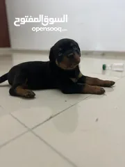  2 high quality Rottweiler puppies parents import