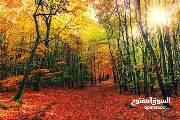 27 صور على الحائط (ستيكرز)