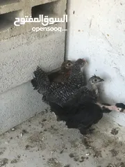  1 فرخات دجاج عمر شهرين
