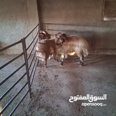  1 خرفان بلدي نذر او عقيقه للبيع وزن من 47 ل 50