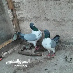  1 جوز حمام سيكي