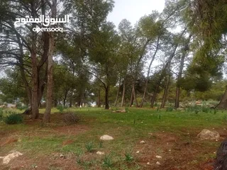  6 مزرعة مجاوره للغابة مشجره جاهزه مع ببر جرش نادرا