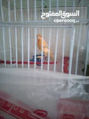  1 للبيع ثلاث حبات مخاليف ما شاء الله صحه ونظافه الوان بتجنن