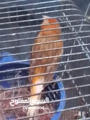  1 كنارات جوزين كرازيات المشمشيات بهذا اللون للبيع بدون قفص