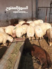  28 ذبيح للبيع طيبه سمان عزيمه ثلاجه خرفان طيبة هرفي جذع وتساب اتصال لتوصيل جميع مناطق قطر سوري بلدي