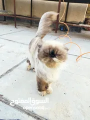  3 قطط بيت حوامل