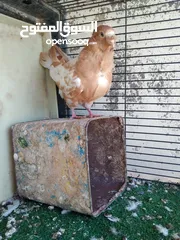  3 بسم الله ما شاءالله حبات نخب طواير وفحول ومخليف