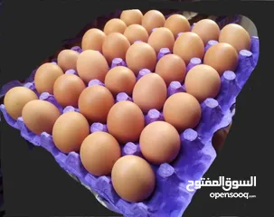  1 بيض بلدي طازج بدل 30_35 الكمية 30 بيضة