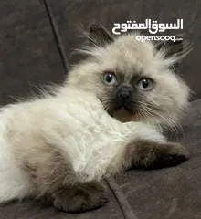  9 قطط ذكور من أصول نقيه واحد همالايا تشوكلت لونج هير بلو بوينت وواحد بريتش ريد لونج هير مقزم للجادين