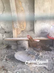  2 ديك ودجاجة عرب للبيع