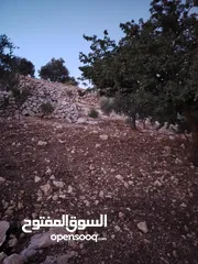  24 ارض للبيع 4300م على القوشان وعلى الواقع 12دونم متواجد بيت مساحة 380 متر طابقين +خزان يتسع50 متر