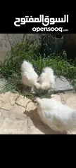  5 دجاج للبيع