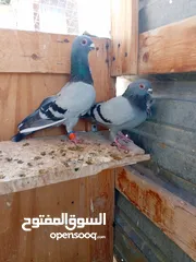  5 حمام للبيع جواز