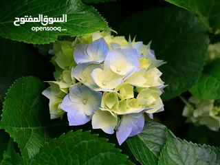  3 شقة للايجار مساحة 210 متر
