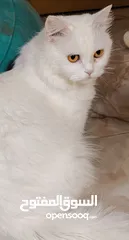  5 قطة شيرازي بيضاء للتبني