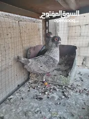  5 جواز الكوم عل 13 اجوز القطع كل اشي بسعرو