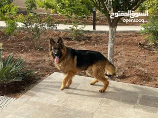  2 للبيع كلب جيرمن شيبرد مستورد من أوكرانيا