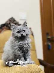  1 قطة للبيع بسعر