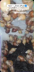 5 حلزون إفريقيا للبيع الزرقاء الجديده  اتواصل واتس اب فقط