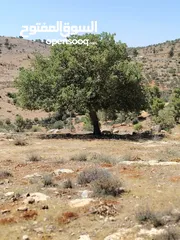  2 ارض للبيع 2 دنم جرش عنيبه سكان المهندسين