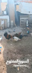  5 دجاج للبيع