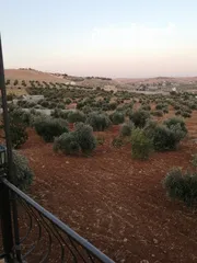  3 مزرعه للبيع من الملك مباشره