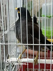  2 فحل مينا مغرد
