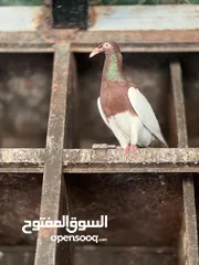  3 شوية حمامات نخب بسعر حرق جواز وحبات