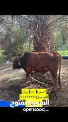  7 للبيع ثيران