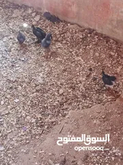  2 صوص البيع بلدي عمر شهر
