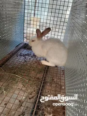  12 هجين ببيون و فرنسي