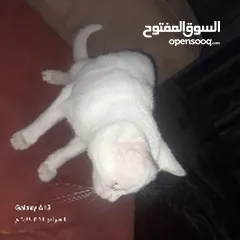  1 قطه بس بتحوسه