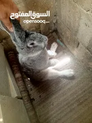  1 جوز ارانب الماني للبيع بسعر مغري جدا