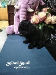  5 جراء توي بودل