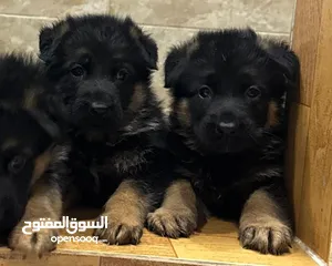  4 German shepherd puppies top quality يراوه جيرمن شيبرد مستوى عالي